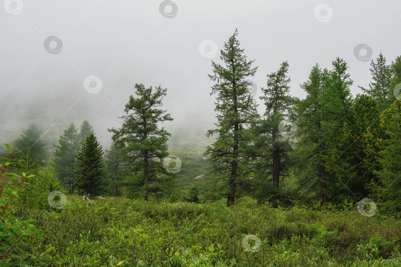 Скачать Лес русских сказок. Туманный атмосферный темно-зеленый лес фотосток Ozero