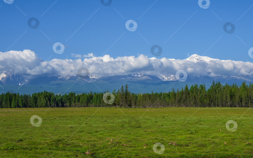 Скачать Зеленое пастбище на фоне леса и гор. Сценический фотосток Ozero