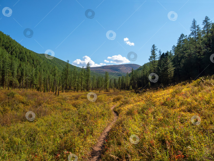 Скачать Тропа, ведущая в осенний горный лес. фотосток Ozero