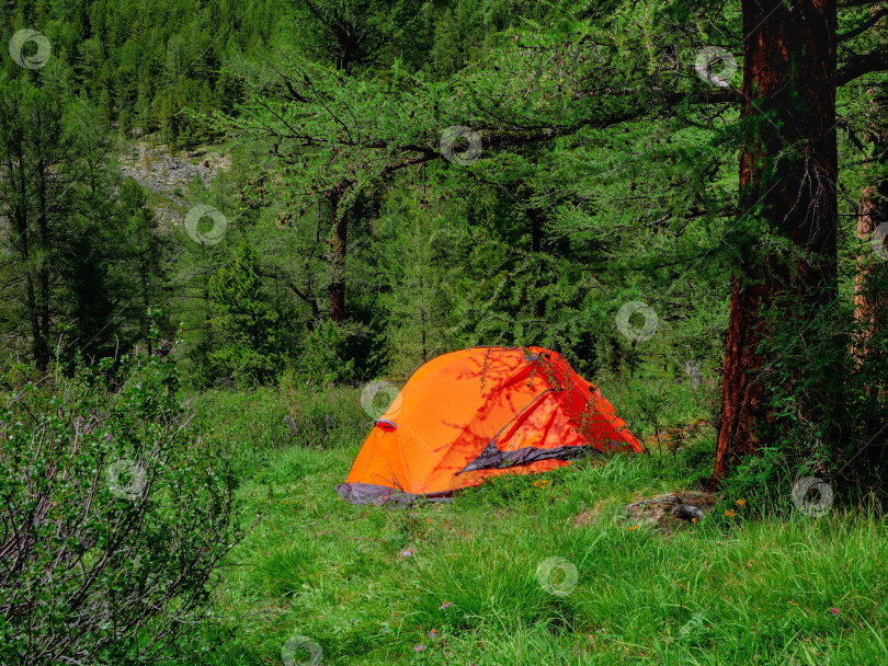 Скачать Концепция жизни в кемпинге. палатка под хвойными деревьями в летнем лесу. Палатка под деревом в хвойном лесу на склоне холма. Крупным планом ярко-оранжевая палатка в лесных горах. фотосток Ozero