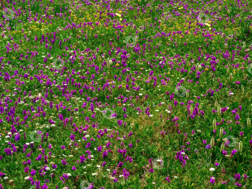 Скачать Альпийский луг, цветущий различными травами крупным планом. Альпийский луг с цветущими травами. Альпийский зеленый летний луг с распускающимися пурпурными цветами. Альпийское нагорье. Цветущий луг высокогорья. фотосток Ozero