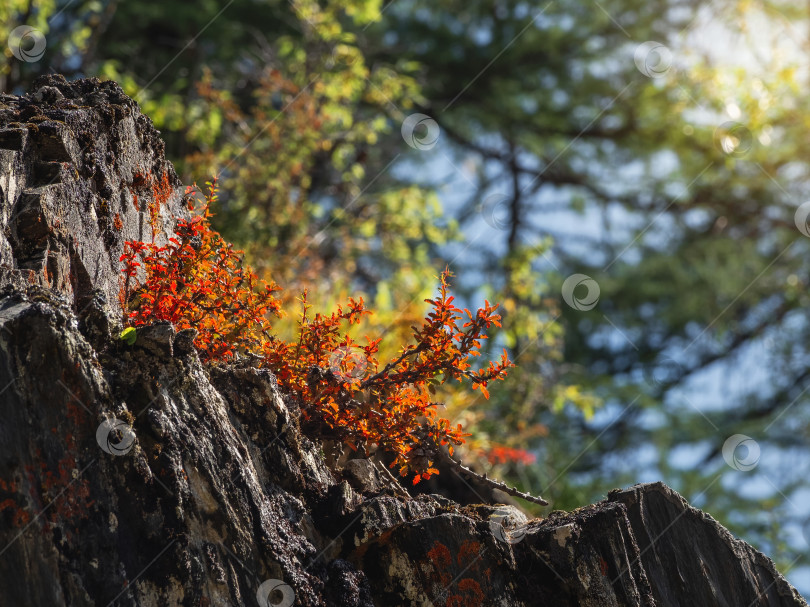 Скачать Красный куст растет на камнях при солнечном свете. Красивый цветочный натуральный фотосток Ozero