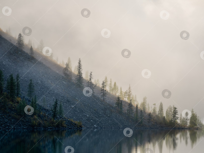 Скачать Утренние силуэты заостренных верхушек елей на склоне холма вдоль горного озера в густом тумане. Спокойный альпийский пейзаж ранним утром. Темный призрачный атмосферный пейзаж. фотосток Ozero
