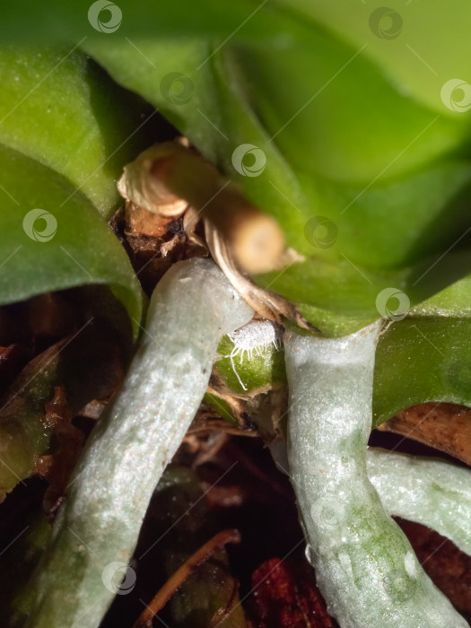 Скачать Вертикальный вид мучнистого червеца на корнях орхидеи крупным планом. фотосток Ozero