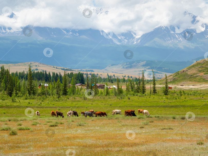Скачать Красивый пейзаж с телятами и коровами, пасущимися на лугу в горной местности. Горное пастбище с телятами и коровами. Группа коров вдалеке на ранчо. фотосток Ozero