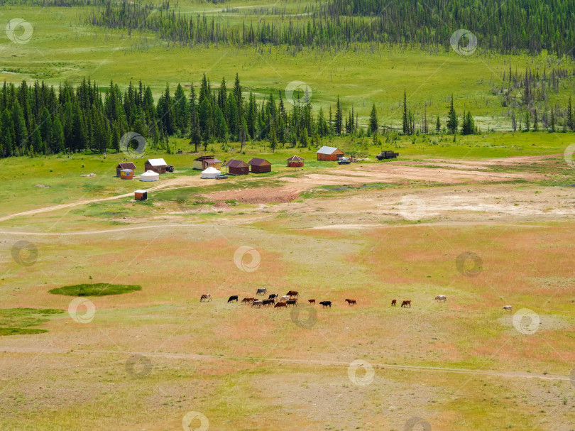Скачать Группа коров вдалеке на ранчо. Красивый пейзаж с телятами и коровами, пасущимися на лугу в горной местности. Горное пастбище с телятами и коровами. фотосток Ozero