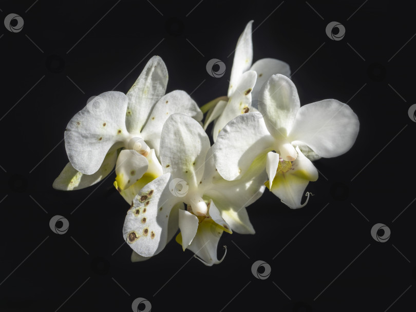 Скачать Орхидеи и грибок Ботритис. Злой и пугающий грибок на орхидеях. фотосток Ozero