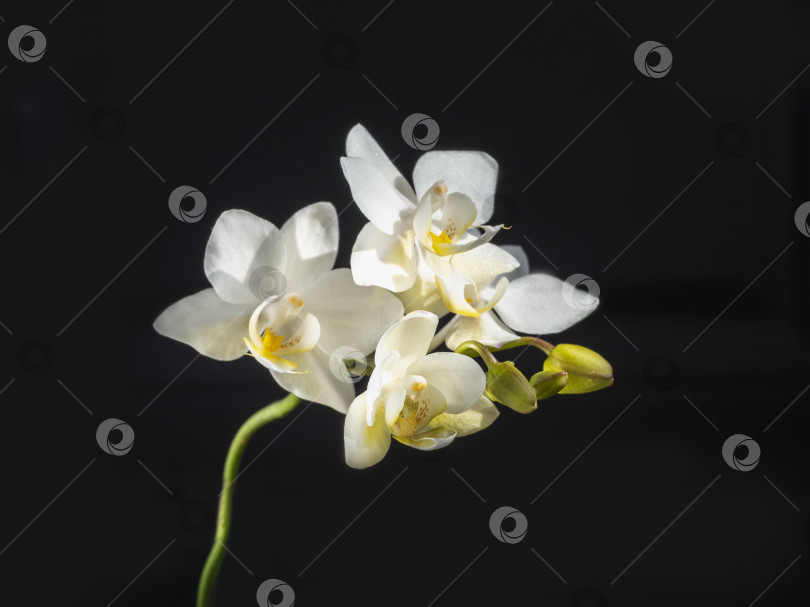 Скачать Красивая цветущая ветка белой орхидеи phalaenopsis multiflora на черном фоне фотосток Ozero