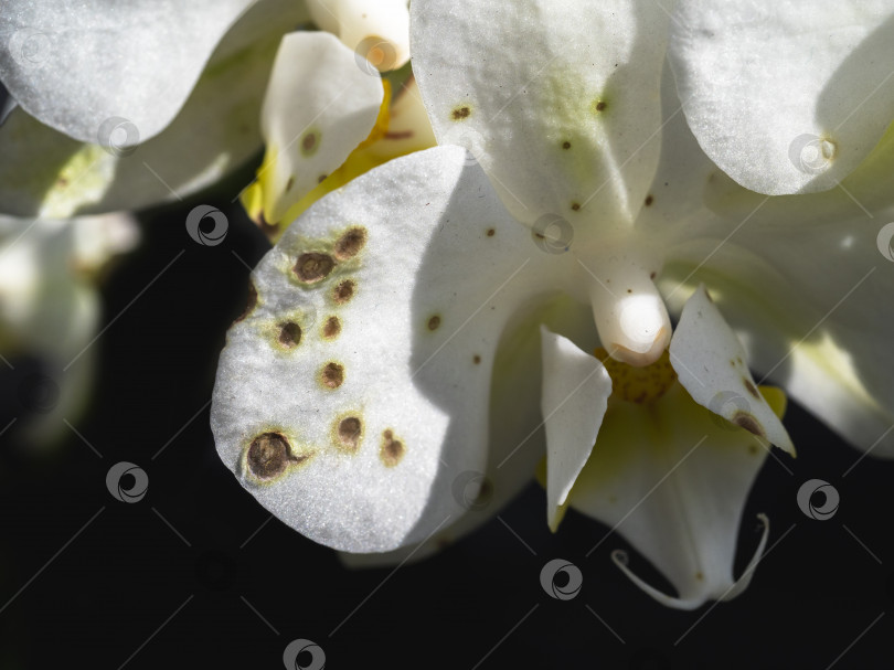 Скачать Орхидеи и грибок Ботритис. Злой и пугающий грибок на орхидеях. Закрыть. фотосток Ozero