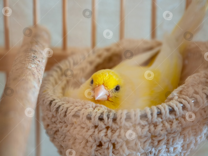 Скачать Канарейка сидит в гнезде ранней весной.Желтая самка канарейки высиживает яйца в гнезде. Весеннее пополнение в семье. Разведение певчих птиц в домашних условиях. фотосток Ozero