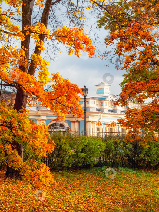 Скачать Золотая осень в Екатерининском парке, Царское Село. Старый городской парк с яркими осенними золотистыми кленами в солнечный день. фотосток Ozero