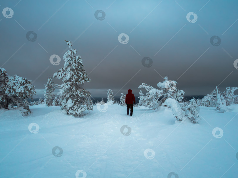 Скачать Одинокий путник в сумерках мрачного зимнего леса. Полярная экспедиция. фотосток Ozero