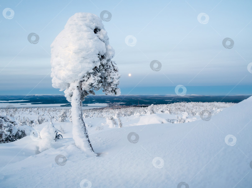Скачать Зимняя сахарная вата. Ледяной натуральный леденец на палочке. Заснеженный горный склон с причудливыми белыми деревьями в ночь полнолуния. Удивительная северная природа, зимний естественный фон. фотосток Ozero