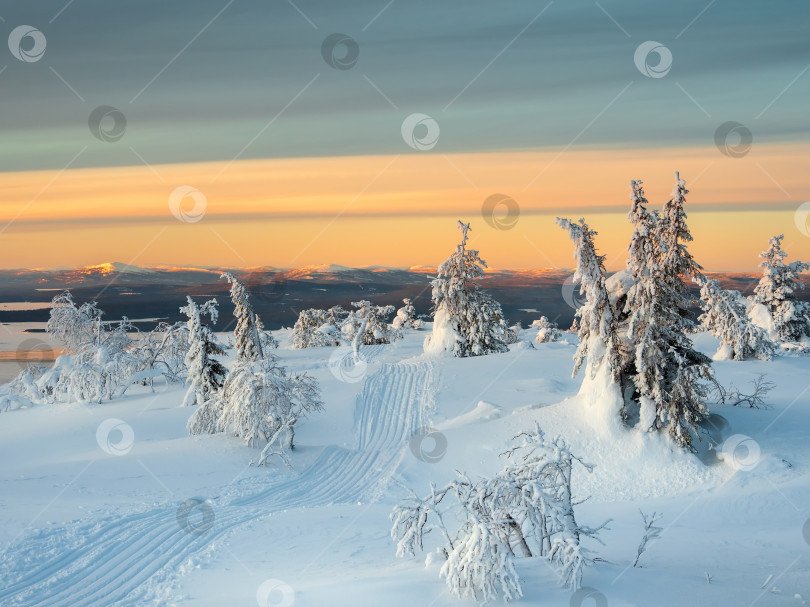 Скачать Трасса на снегоходах по зимнему солнечному лесу среди заснеженных елей, укутанных снегом. Удивительная суровая арктическая природа. Мистическая сказка о зимнем морозном лесу. фотосток Ozero