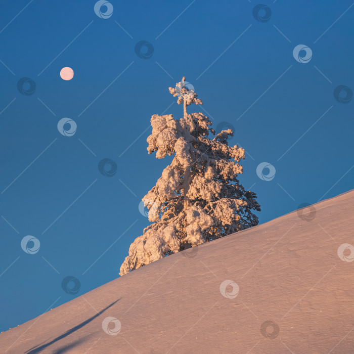 Скачать Полная луна над солнечной рождественской елкой покрыта снегом на утреннем зимнем полярном склоне. Рассветный северный минималистичный природный фон с яркой снежной елью. фотосток Ozero