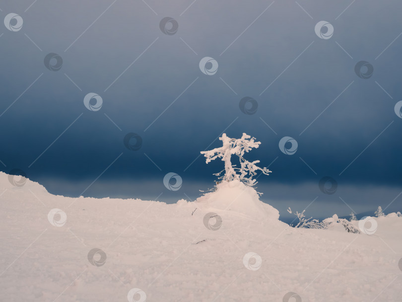 Скачать Мягкий фокус. Зимний сине-розовый минималистичный северный фон фотосток Ozero