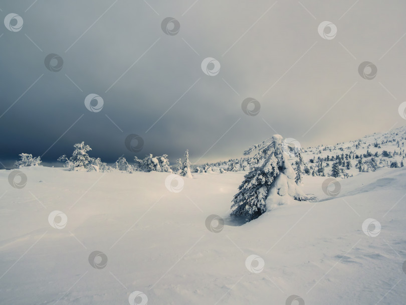 Скачать Зимняя полярная ночь, контрастирующий вид с замерзшим причудливым деревом, облепленным снегом. Волшебные причудливые силуэты деревьев облеплены снегом. Суровая природа Арктики. фотосток Ozero