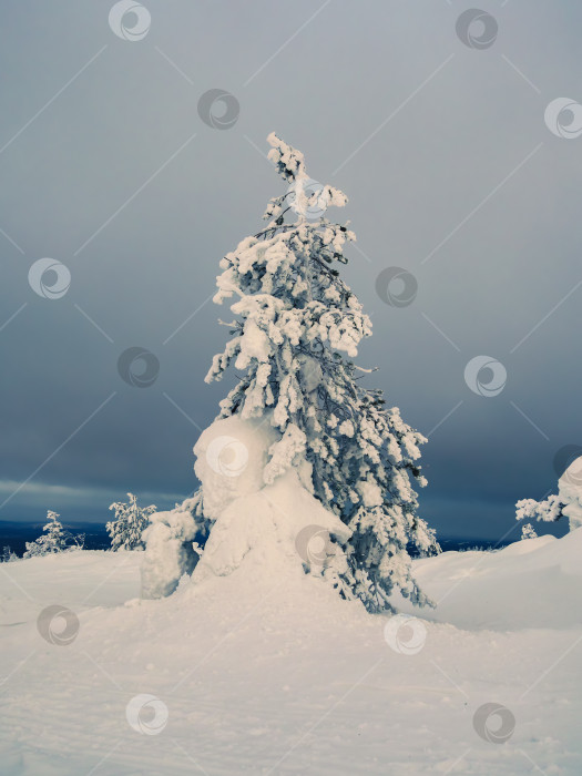 Скачать Волшебные причудливые силуэты деревьев облеплены снегом. Суровая природа Арктики. Мистическая сказка о зимнем туманном лесу. Заснеженные рождественские ели на склоне горы. Вид на площадь. фотосток Ozero