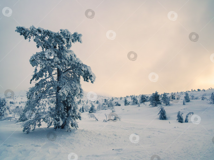 Скачать Мягкий фокус. Зимний сине-розовый минималистичный северный фон с деревьями, покрытыми снегом, на фоне темного драматического неба. Суровая природа Арктики. Мистическая сказка о зимнем туманном лесу. фотосток Ozero
