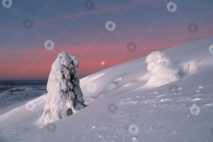 Скачать Волшебный причудливый силуэт ели, облепленный снегом на фоне пурпурного рассвета. Суровая природа Арктики. Мистическая сказка на зимней горе. Заснеженная рождественская ель на склоне горы. фотосток Ozero