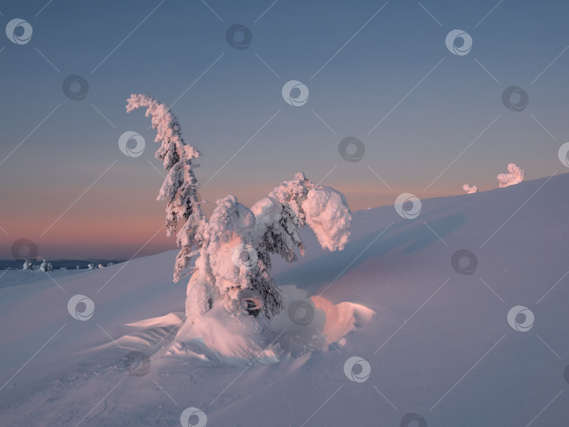 Скачать Удивительный волшебный причудливый силуэт согнутой ели облеплен снегом. Суровая природа Арктики. Мистическая зимняя сказка. Покрытая снегом одинокая рождественская елка на склоне горы. фотосток Ozero