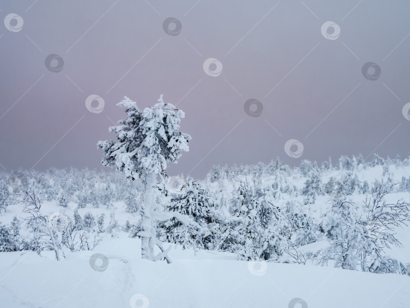 Скачать Зимний заснеженный морозный природный фон с замерзшим деревом. фотосток Ozero