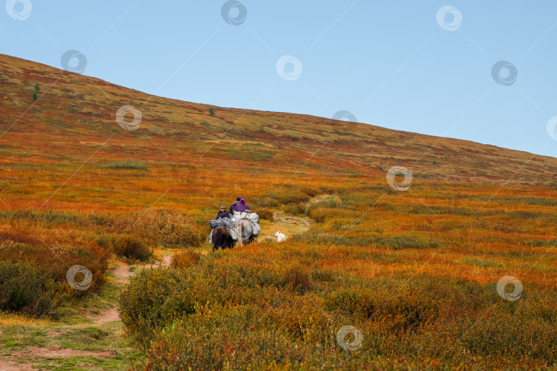 Скачать Высадка туристов верхом на лошадях. Небольшой караван верхом на лошади с белой собакой по тундре с зарослями карликовой березы спускается с холма вдалеке. фотосток Ozero