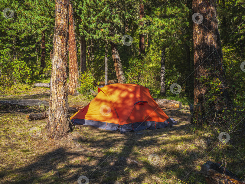 Скачать Ярко-оранжевая палатка под хвойными деревьями в летнем лесу. Палатка под деревом в хвойном лесу на склоне холма. Крупным планом ярко-оранжевая палатка в горах. Живописный горный пейзаж осенью фотосток Ozero
