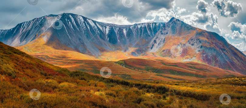 Скачать Панорамный осенний пейзаж с желтой карликовой березой на холмах и красивыми скалистыми горами в солнечном свете под драматическим небом. Разноцветный горный пейзаж с необычными скалами в осенних красках при солнечном свете. фотосток Ozero