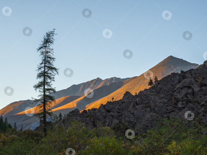 Скачать Вечерний горный пейзаж со скалой в золотистом солнечном свете. Природный фон скалистой горной стены с острыми скалами и зеленым лесом. Красочный солнечный фон с высокой скалистой горой. фотосток Ozero
