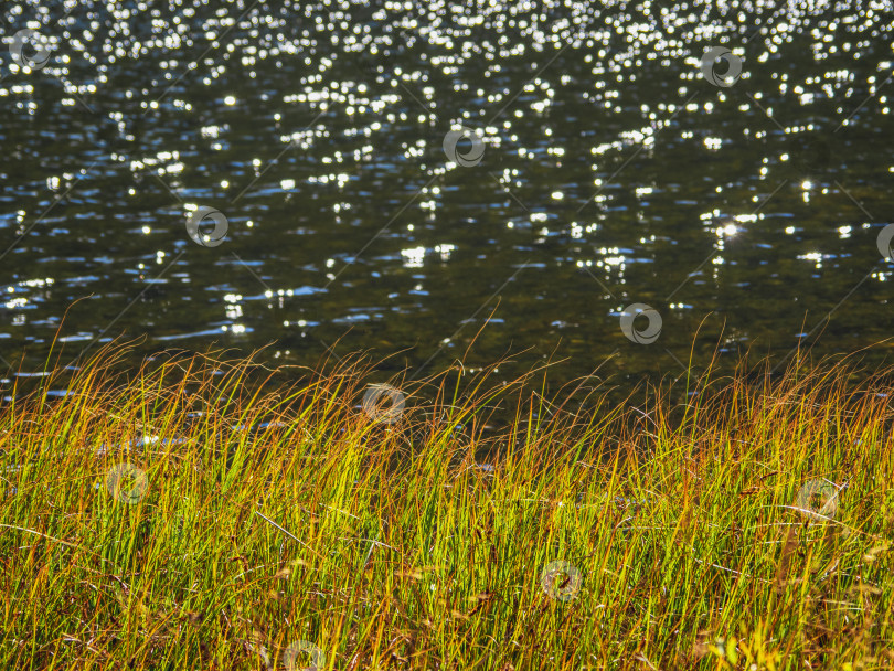 Скачать Озеро, осенние камыши и дневное солнце с эффектом боке. Красивый природный фон с осенними листьями тростника на фоне темной воды. фотосток Ozero