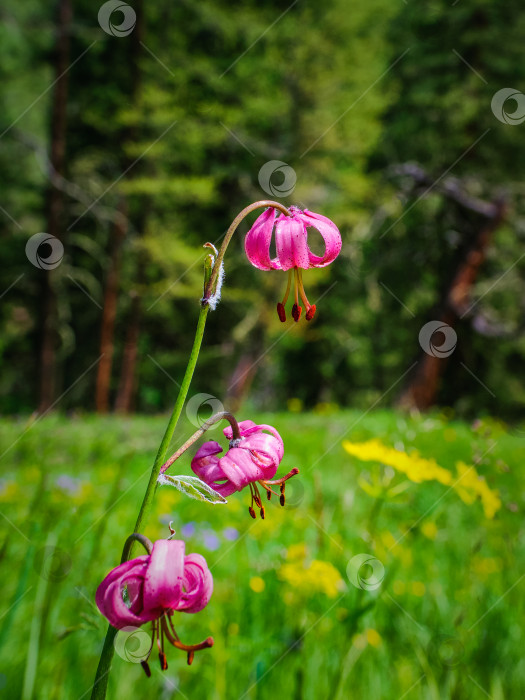 Скачать Лилия мартагон на фоне ярко-зеленой травы. Цветок дикой лилии "саранка". фотосток Ozero