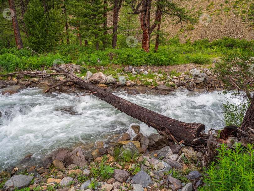 Скачать Бревно поперек горного ручья, пересекающее реку. Живописный пейзаж с деревянным мостом через горный ручей и дикой горной флорой. фотосток Ozero