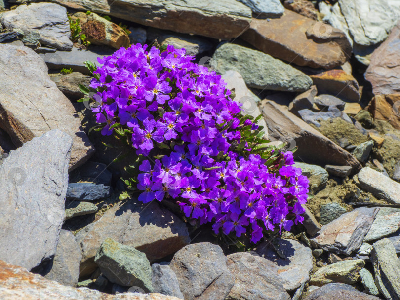 Скачать Фон из фиолетовых горных цветов. Кустовое растение Aubrieta с пурпурными мелкими соцветиями растет в саду камней фотосток Ozero