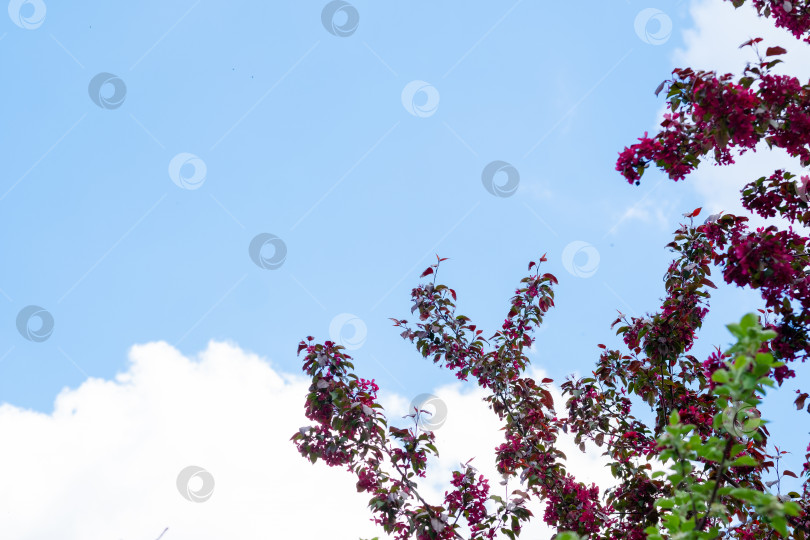 Скачать ветка на дереве в форме сердца на фоне неба и облаков. Цветущее дерево с красными цветами фотосток Ozero