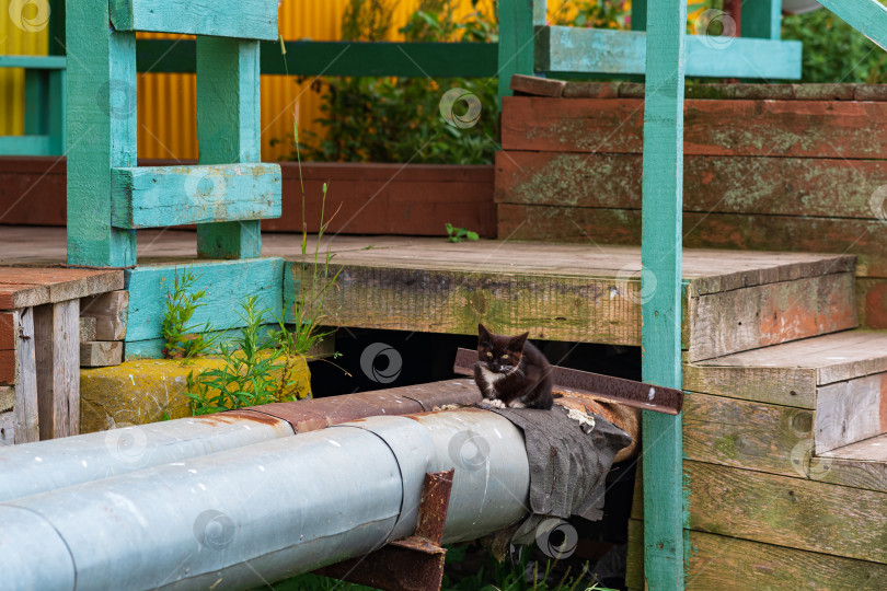 Скачать бездомный котенок на трубе отопления рядом с деревянным крыльцом фотосток Ozero