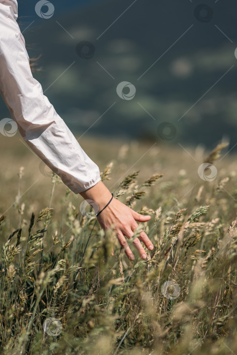 Скачать Женская рука касается колосьев спелой желтой пшеницы в поле. Женщина наслаждается природой во время путешествия по сельской местности. фотосток Ozero