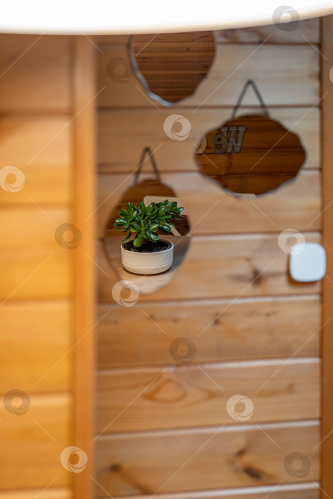 Скачать Нефритовое растение через отражение в зеркале на стене в деревянном доме. фотосток Ozero