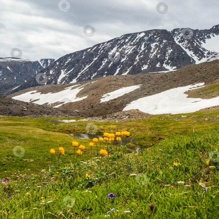 Скачать Цветущий альпийский луг. Тролльблум в весеннем шаровидном цветке перед белым ледником. Живописный горный летний пейзаж с рекой. Вид на площадь. фотосток Ozero