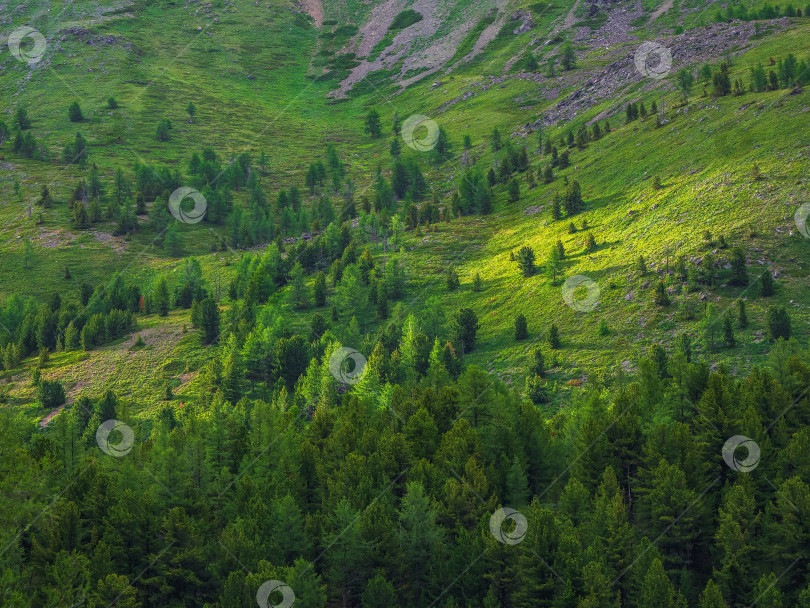 Скачать Свет на склоне горы. Чудесный живописный пейзаж с красивыми зелеными горами и деревьями в солнечный день. Яркий летний пейзаж с лесистыми холмами в лучах солнечного света. Живописные горы, утопающие в зелени. фотосток Ozero