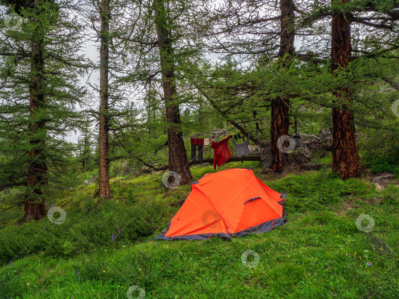 Скачать Плохая погода в походе, разбивка лагеря под дождем. Оранжевая палатка в хвойном горном лесу. Покой и расслабление на природе. фотосток Ozero