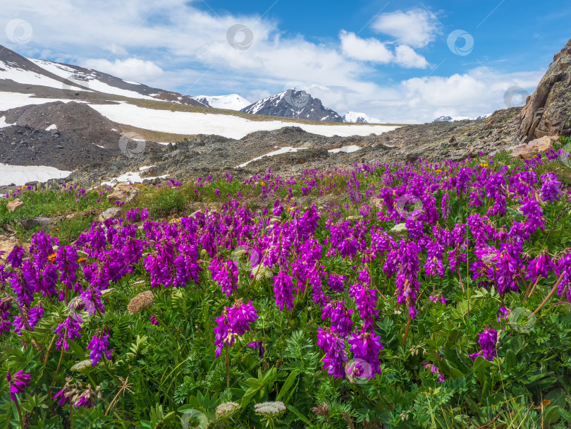Скачать Цветущий альпийский луг. Альпийский зеленый летний луг с распускающимися пурпурными цветами. Альпийское нагорье. Цветущий луг высокогорья. фотосток Ozero