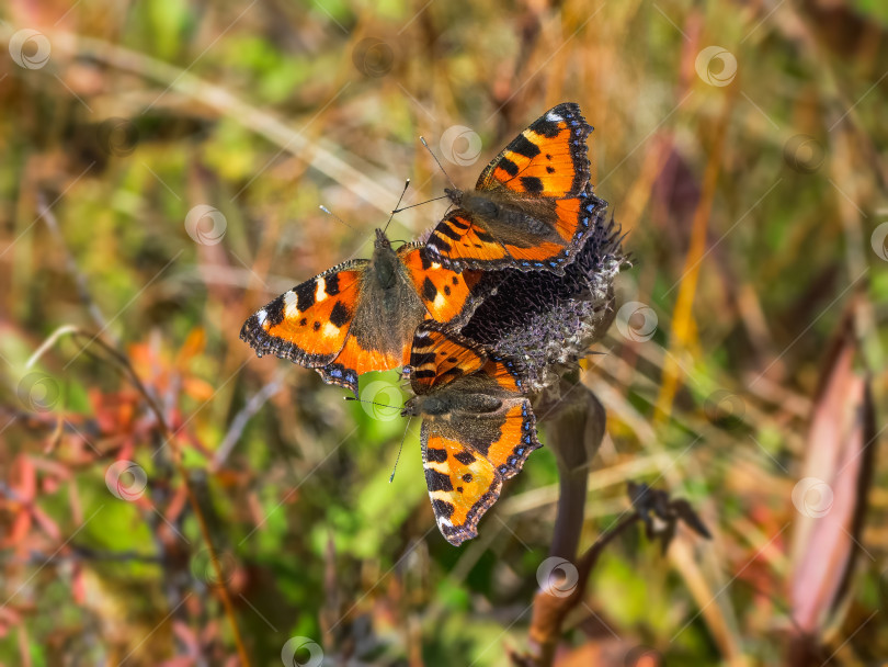 Скачать Яркое имаго Aglais urticae, множество мелких черепаховых бабочек на осеннем цветке, крупным планом. фотосток Ozero