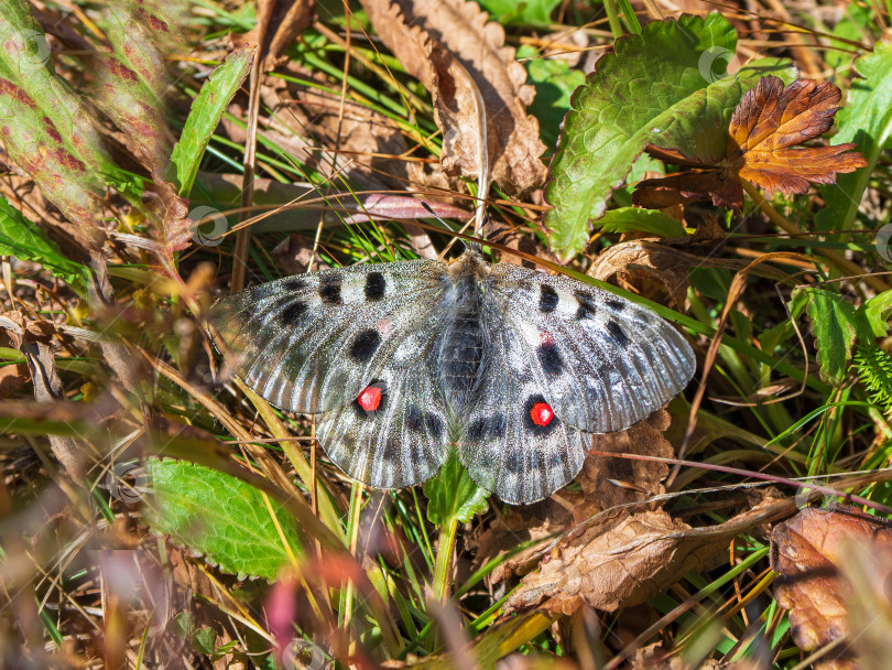 Скачать Редкий подвид бабочки Аполлон (Parnassius Apollo) прячется в осенней коричневой траве в высокогорье. Редкая бабочка с Алтая. Сибирь фотосток Ozero