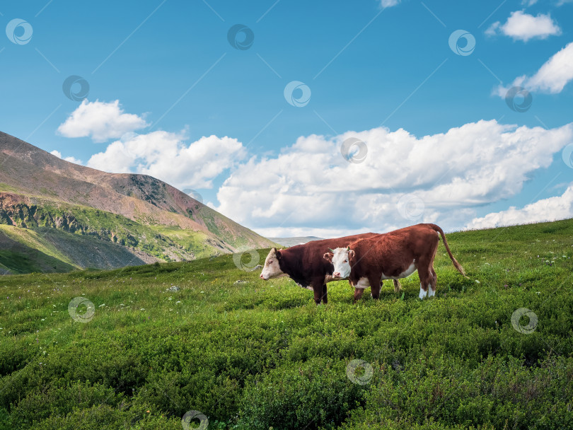 Скачать Две чистокровные бурые коровы стоят вместе на альпийском пастбище под голубым облачным небом. фотосток Ozero