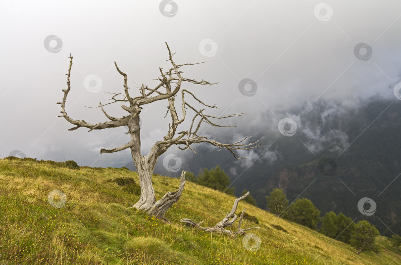 Скачать Мертвое дерево на склоне холма. Альпы, Италия фотосток Ozero