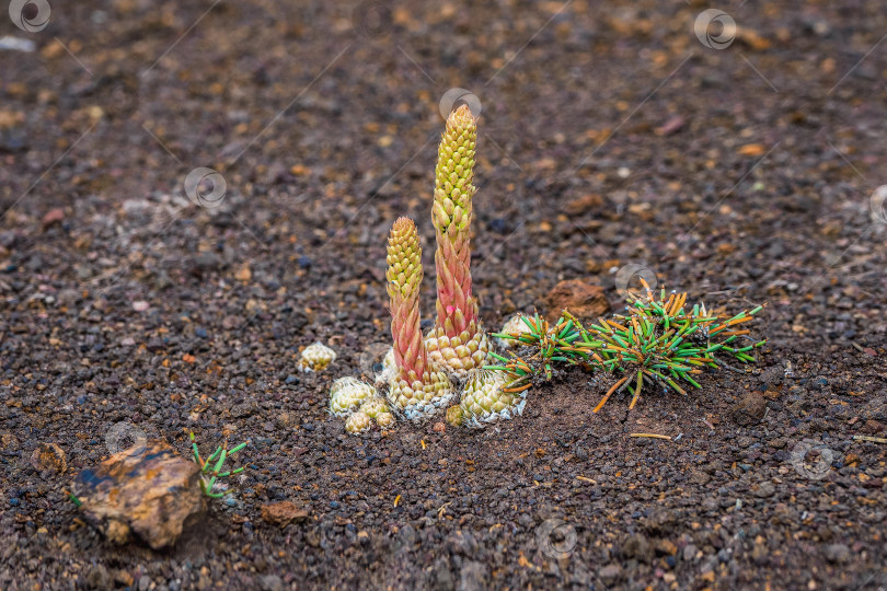 Скачать Крупный план Orostachys spinosa в Сибири. Алтайские горы. фотосток Ozero