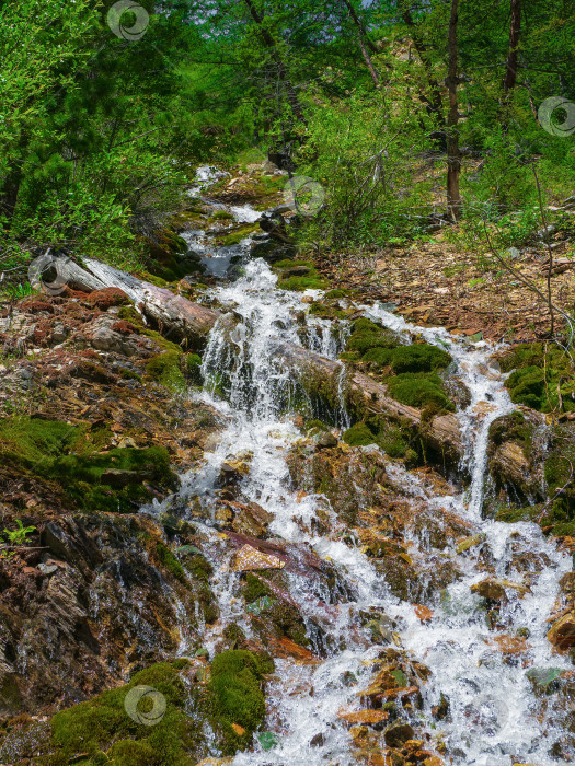 Скачать Вертикальный пейзаж с красивым водопадом и ручьем в лесу среди богатой растительности. Атмосферный древесный пейзаж с упавшим стволом дерева в горном ручье. Родниковая вода среди диких растений и мхов. фотосток Ozero