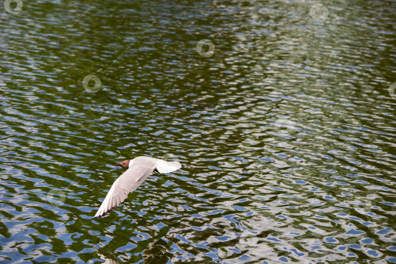 Скачать Чайка, летящая над водой, - это минималистичный природный фон. фотосток Ozero