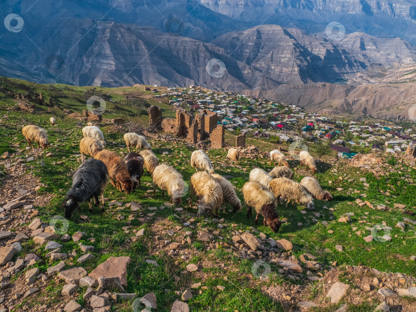 Скачать Стадо овец на горном склоне на фоне древнего города Гоор и горного села в Дагестане. фотосток Ozero